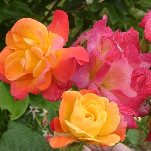 Gärtnerei - Rosa Joseph's Coat - orange - kletterrosen - mittel-stark duftend - David L. Armstrong - -